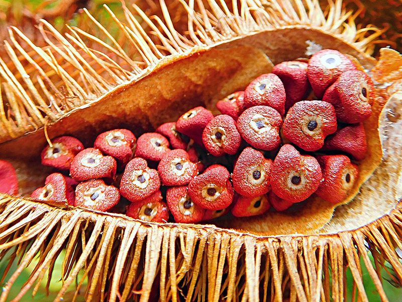 Bixina del achiote: potencial farmacológico bajo revisión