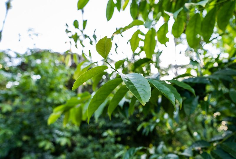 Guayusa, guaraná y rendimiento cognitivo: la evidencia