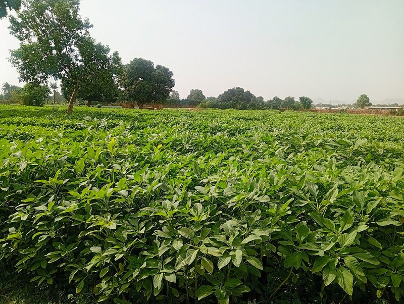 Kiwicha y colesterol: ensayo muestra mejora del perfil