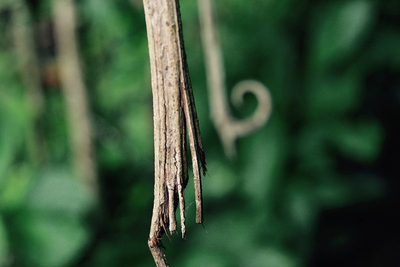 Uña de gato frena aterosclerosis en modelo experimental