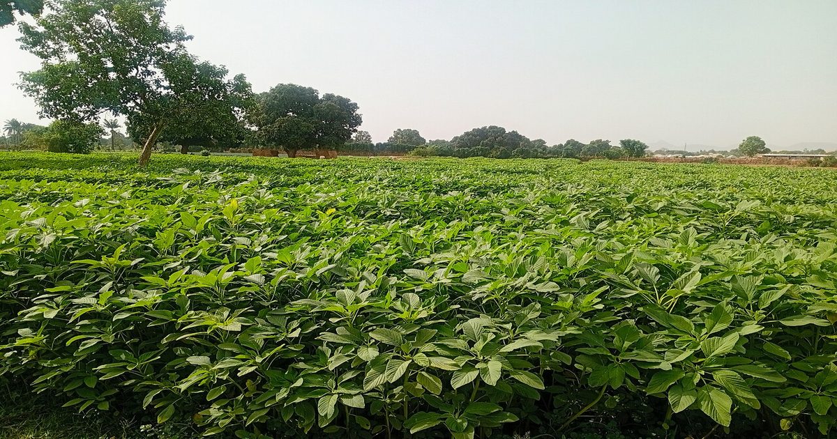 Kiwicha y colesterol: ensayo clinico muestra que el grano andino mejora el perfil lipidico