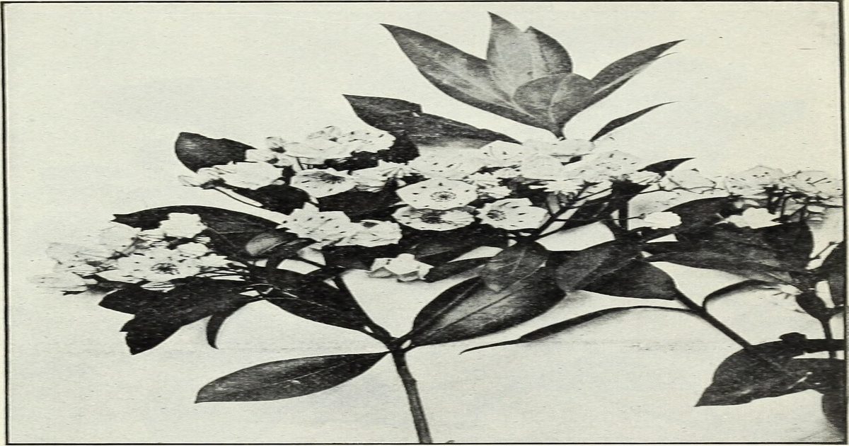 Plantas sudamericanas protegen el ADN: revision revela potencial antigenotoxico de la flora medicinal