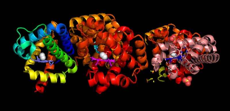 Estructura molecular de la hemoglobina y transporte de oxígeno