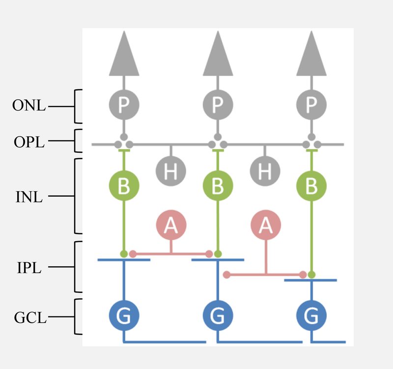 Estructura química de la luteína y zeaxantina