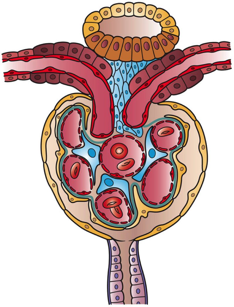 Diagrama del nefrón y función renal