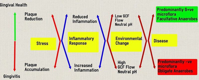 Diagrama de enfermedad periodontal y tejido gingival