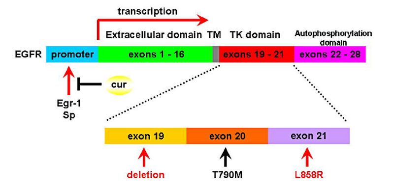 Estructura molecular de la curcumina y vías de señalización