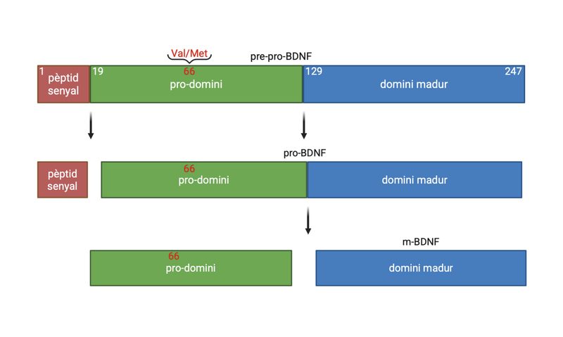 Diagrama del factor neurotrófico BDNF en el cerebro