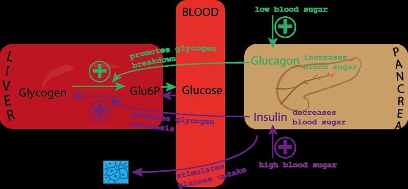 Monitoreo de glucosa en sangre y señalización de insulina