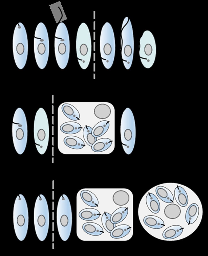 Microscopía de Trypanosoma cruzi en sangre