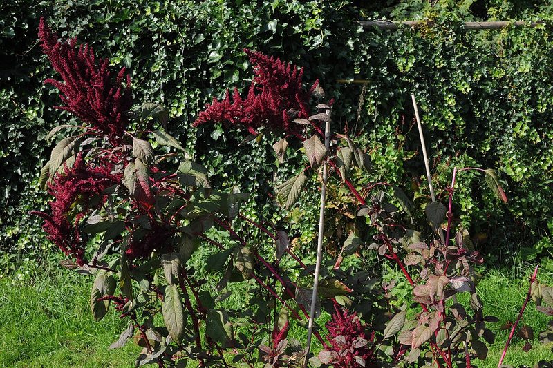 Grano de kiwicha (Amaranthus caudatus)