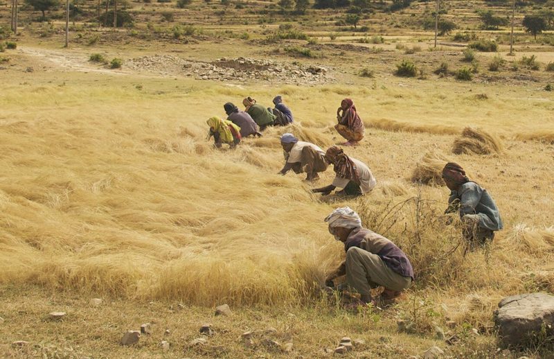 Campo de quinoa en cosecha