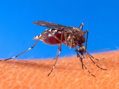 Dengue y chikungunya: guías de vacunación para viajeros